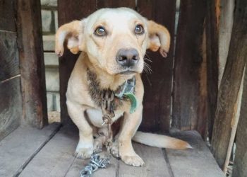 chien bout terrain chaîne constituaient son monde