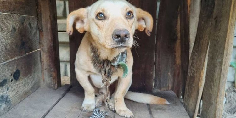 chien bout terrain chaîne constituaient son monde