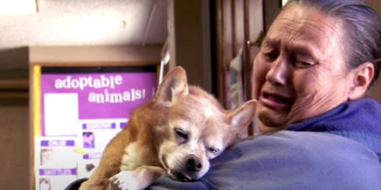 chien cœur arrêté