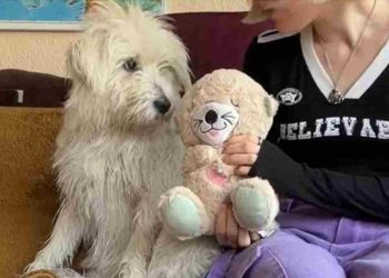 chien en chaîne a réagi premier jouet