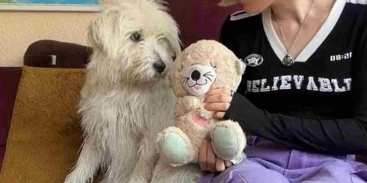 chien en chaîne a réagi premier jouet