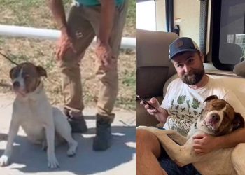 chien errant blessé arrête voiture cadeau destin