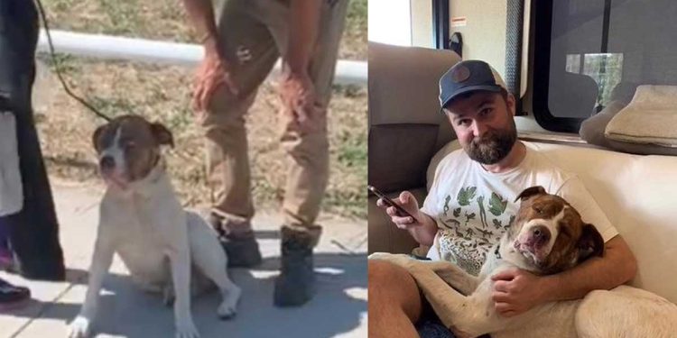 Un chien errant blessé arrête une voiture. Le conducteur ne sait pas encore qu'il a reçu un grand cadeau du destin 1 chien errant blessé arrête voiture cadeau destin