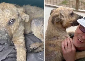 chien errant sauvé inondé famille baisers