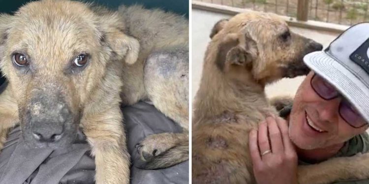 chien errant sauvé inondé famille baisers