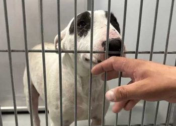 chien perdu personne approcher