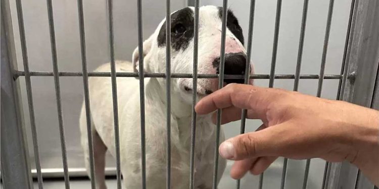 chien perdu personne approcher