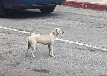 chien regarde entrée hôpital 10 jours