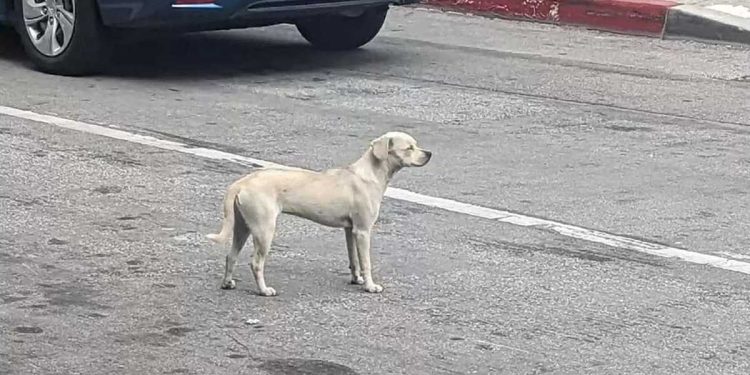 chien regarde entrée hôpital 10 jours