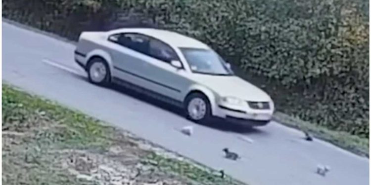 Ils auraient pu mourir sous les roues sans lui. Ils couraient sur une route très fréquentée, personne ne s'est arrêté pour les aider 1 chiots abandonnés auraient pu mourir sous roues