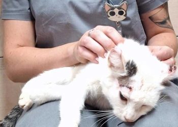 corps chat criblé trous comme passoire