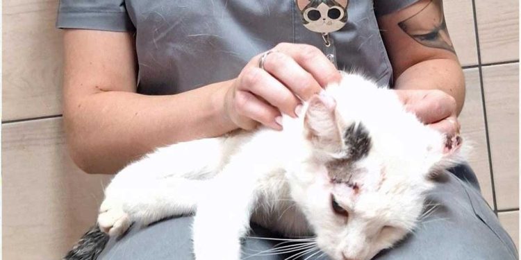 corps chat criblé trous comme passoire