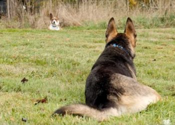 deux chiens meilleurs amis chenil séparés union