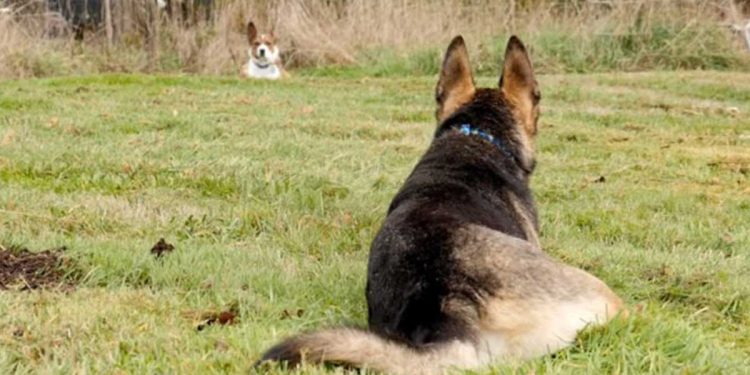 deux chiens meilleurs amis chenil séparés union