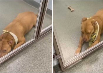 employés refuge tristesse chien oublié