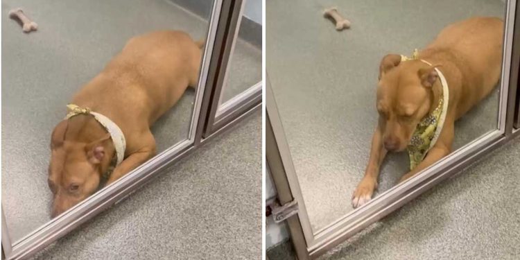 Les employés du refuge ne pouvaient plus assister à la tristesse du chien "oublié". C'est ce qu'ils ont fait pour lui trouver une famille 1 employés refuge tristesse chien oublié