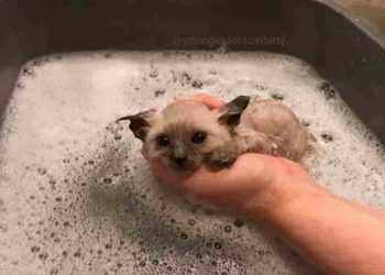 femme a sorti le chaton le plus triste de la rue