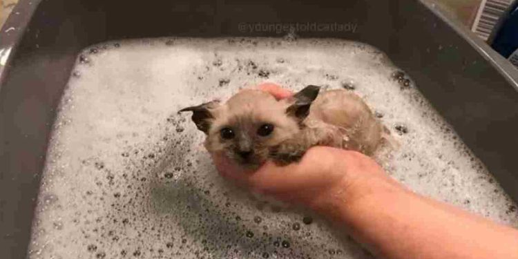 femme a sorti le chaton le plus triste de la rue