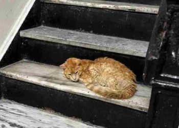 femme failli trébucher chat souffrant