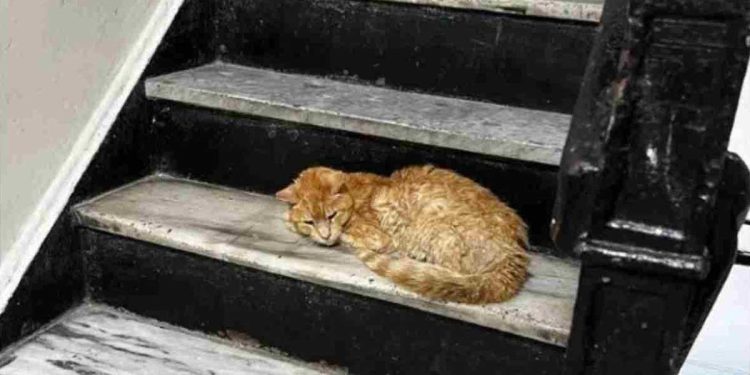 femme failli trébucher chat souffrant