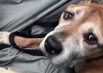 femme partagé dernier jour émotion chien mourant