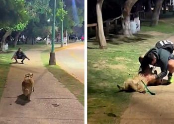 femme rencontre son ex réaction chien