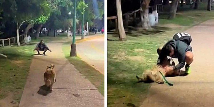 Une femme rencontre son ex et se rend compte qu'il manque toujours autant à son chien 1 femme rencontre son ex réaction chien