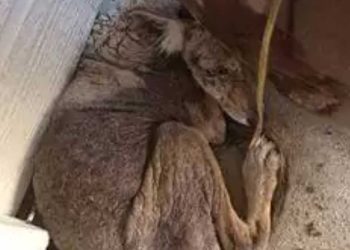 femme sauvé chien malade s agissait quelque chose différent