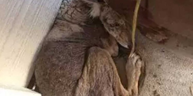 Une femme a sauvé un « chien » malade et sans abri, puis a regardé de plus près et a réalisé qu'il s'agissait de quelque chose de complètement différent 1 femme sauvé chien malade s agissait quelque chose différent