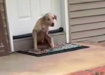 femme trouve un mystérieux invité devant la maison