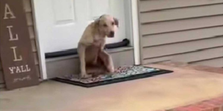 femme trouve un mystérieux invité devant la maison