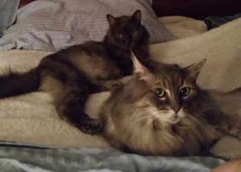 homme 90 ans chats cherche famille condition