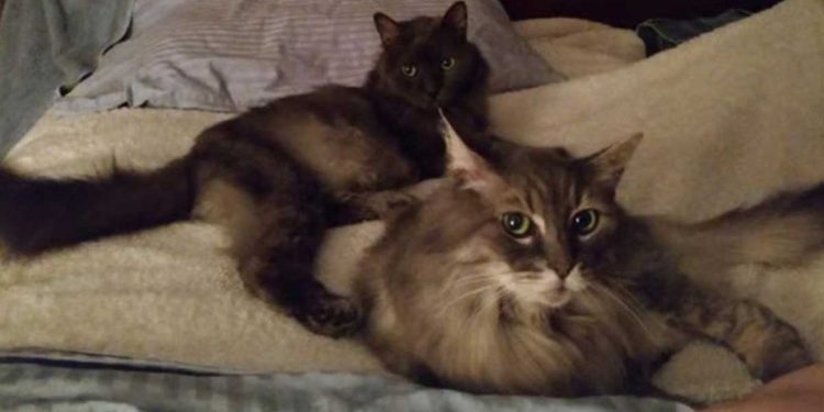 homme 90 ans chats cherche famille condition