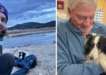 randonneur trouvé chien perdu montagnes