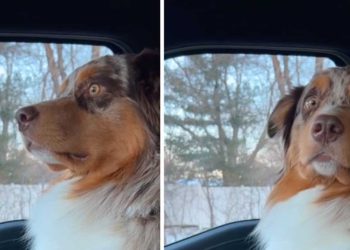 réaction dramatique chien castré video