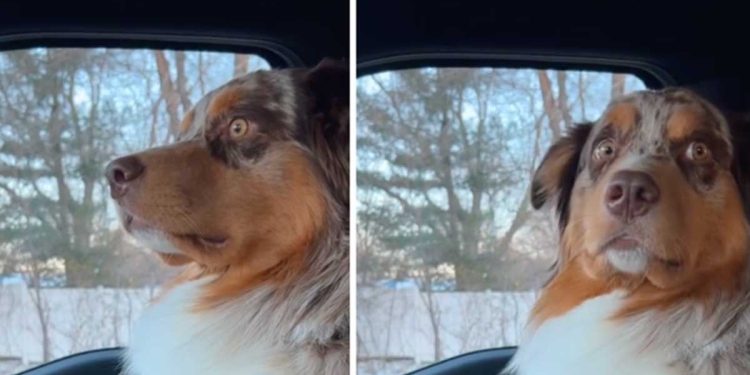 réaction dramatique chien castré video