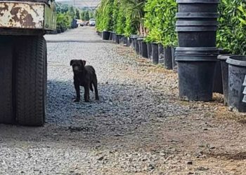silhouette sombre passa devant la crèche