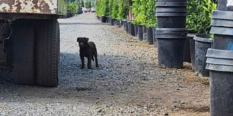 silhouette sombre passa devant la crèche