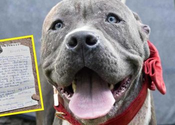 trouvé chien abandonné avec lettre dessus