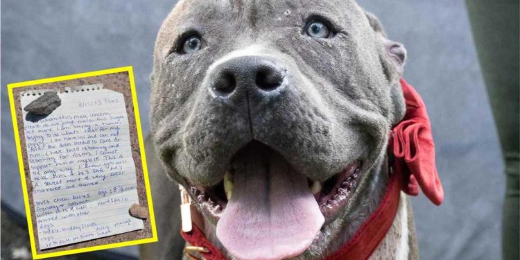 trouvé chien abandonné avec lettre dessus