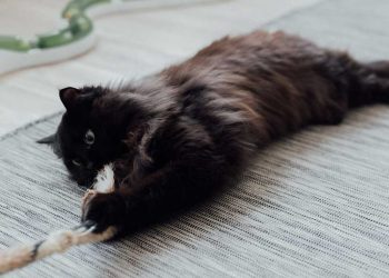 vétérinaire avertit propriétaires chats articles maison