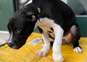 vétérinaire trouve chiot blessé devant refuge