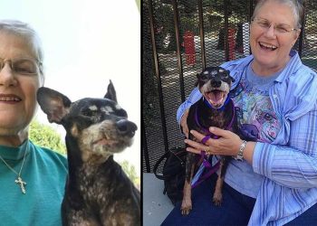 Grand-mère chenil demandé chien le plus âgé