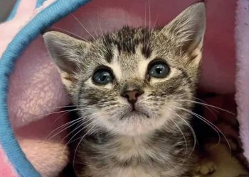 Pip était la plus petite de la portée