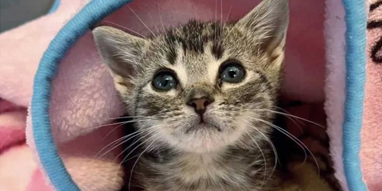 Pip était la plus petite de la portée