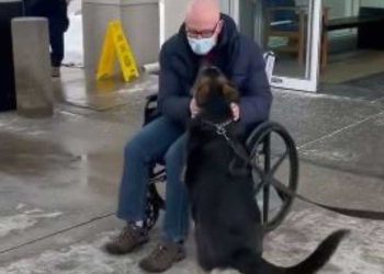 Sans le chien il n aurait pas survécu