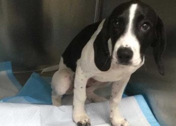 Tout était dans le ventre du chien