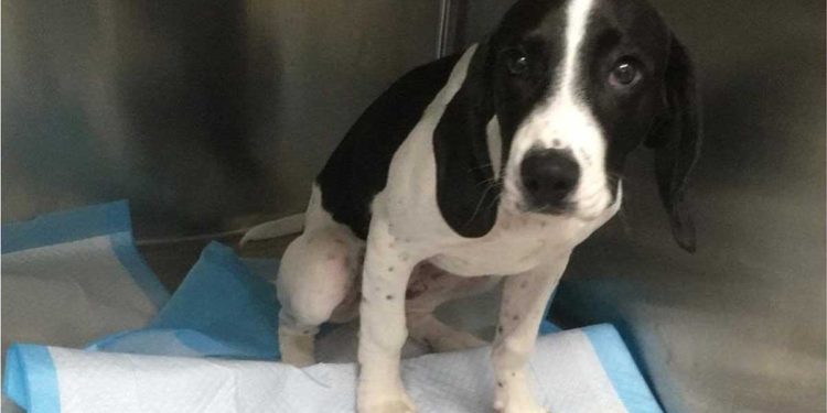 Tout était dans le ventre du chien. Le vétérinaire admet qu'il n'a jamais rien vu de tel auparavant 1 Tout était dans le ventre du chien