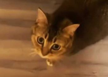 chat court vers son propriétaire et miaule bruyamment