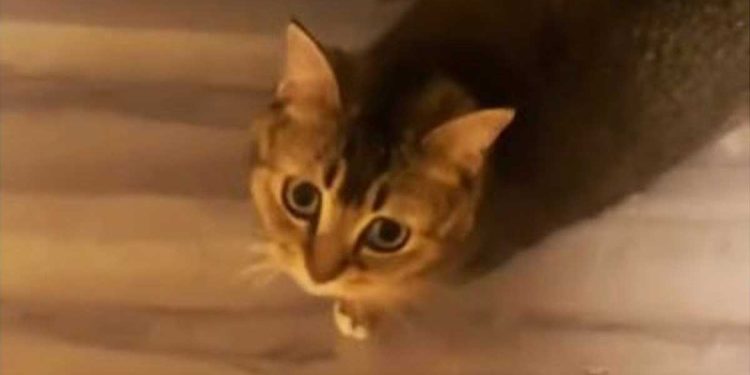 Le chat court vers son propriétaire et miaule bruyamment. Il ne demande qu'une chose, c'est une question de la plus haute importance 1 chat court vers son propriétaire et miaule bruyamment